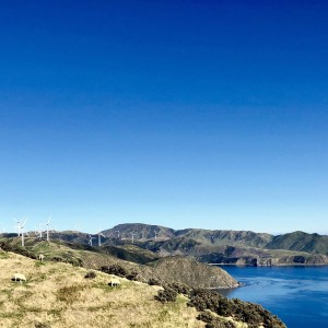 Top Four Beautiful Beaches in the Wellington Region